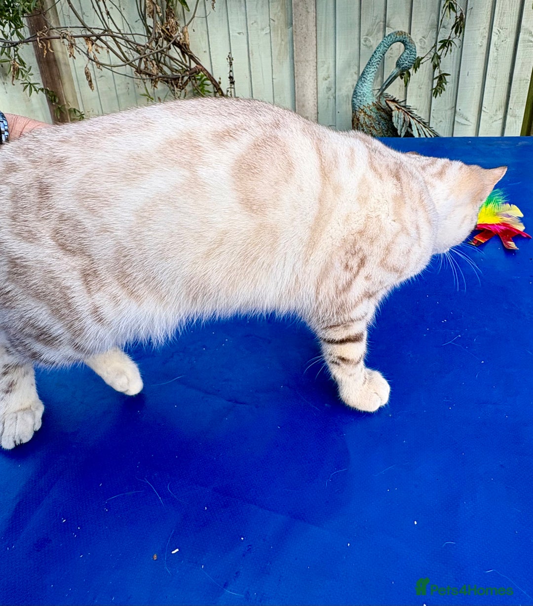 Keetso cats for sale: Superb polydactyl rosetted girl  - Advert 8