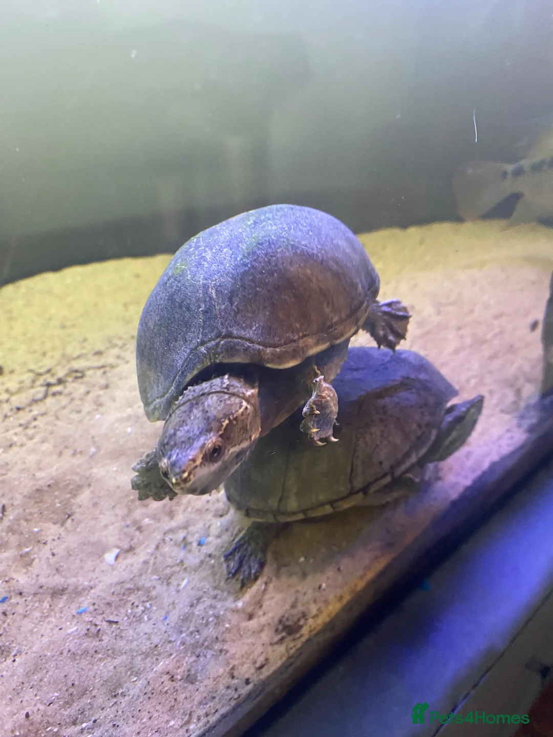 Turtle reptiles for sale: Two male musk turtles  - Advert 2