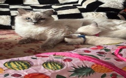 Ragamese cats for sale: Ragamese kittens  - Image 6