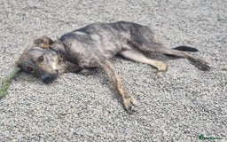 Mixed Breed dogs for adoption: Meet Ronnie  - Image 4