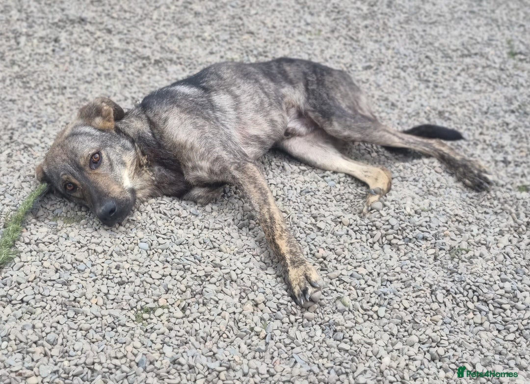 Mixed Breed dogs for adoption: Meet Ronnie  - Image 4