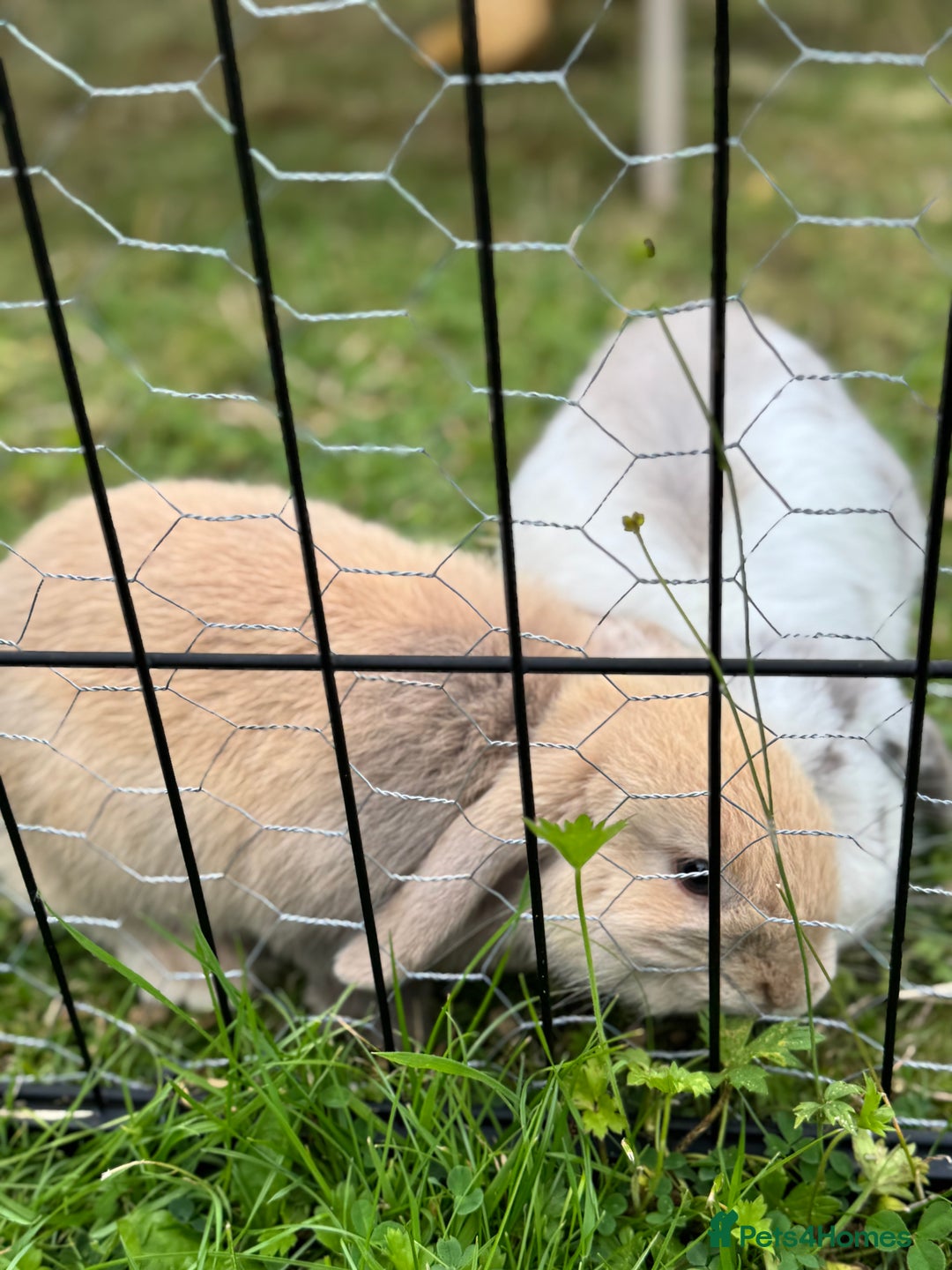 Mini Lop rabbits for sale: Mini lops for sale, 8 month old. - Advert 7