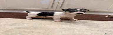Jack Russell 2