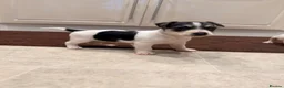 Jack Russell dogs for sale: Jack Russell puppys - Advert 4