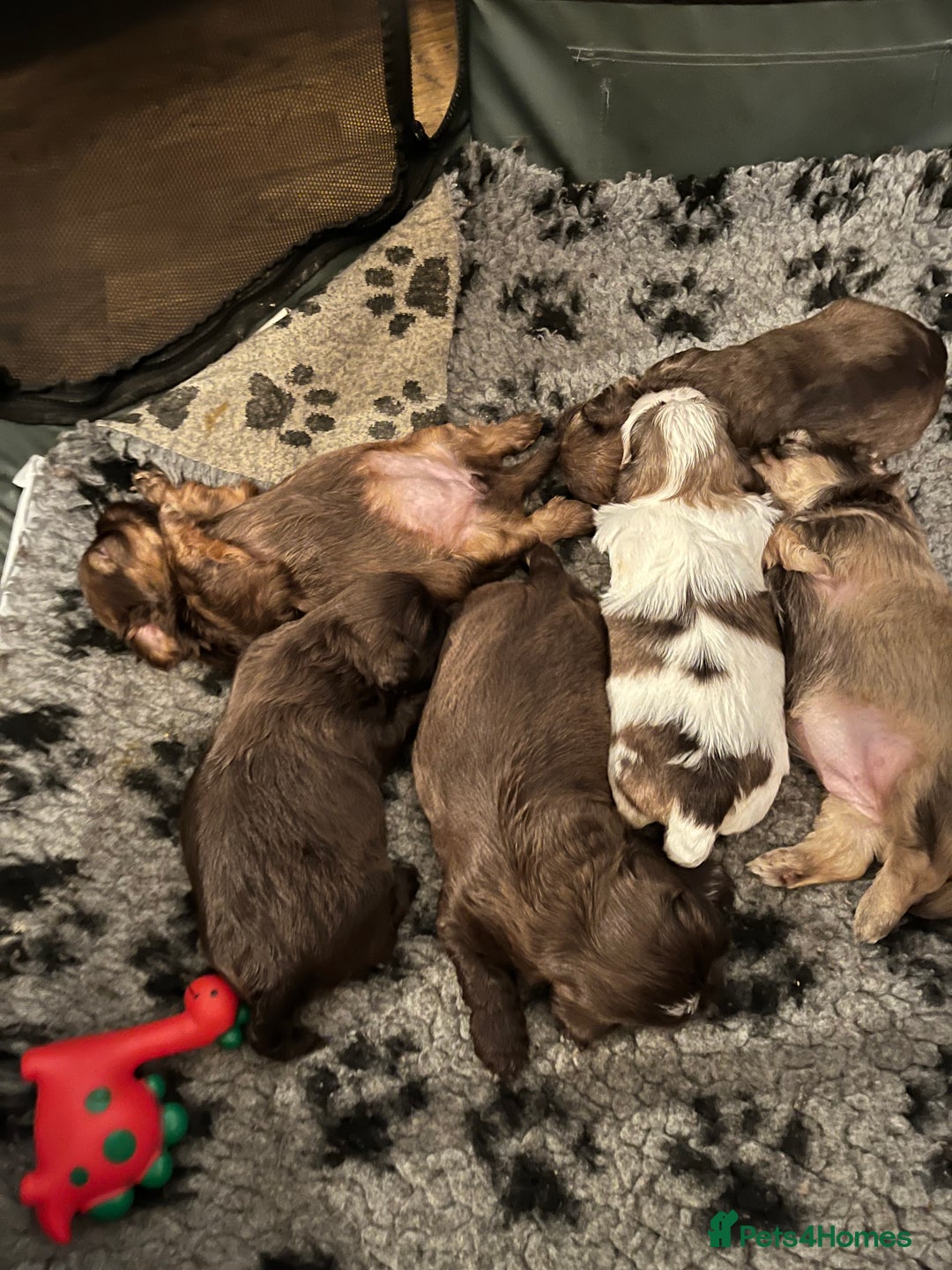 Shih Tzu dogs for sale: Adorable Shih Tzu puppies  - Image 7