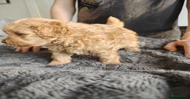 Maltipoo dogs - Advert 8