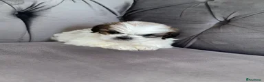 Shih Tzu 4
