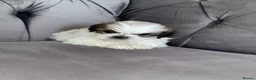 Shih Tzu dogs for sale: Standard Shih Tzu puppies  - Advert 9