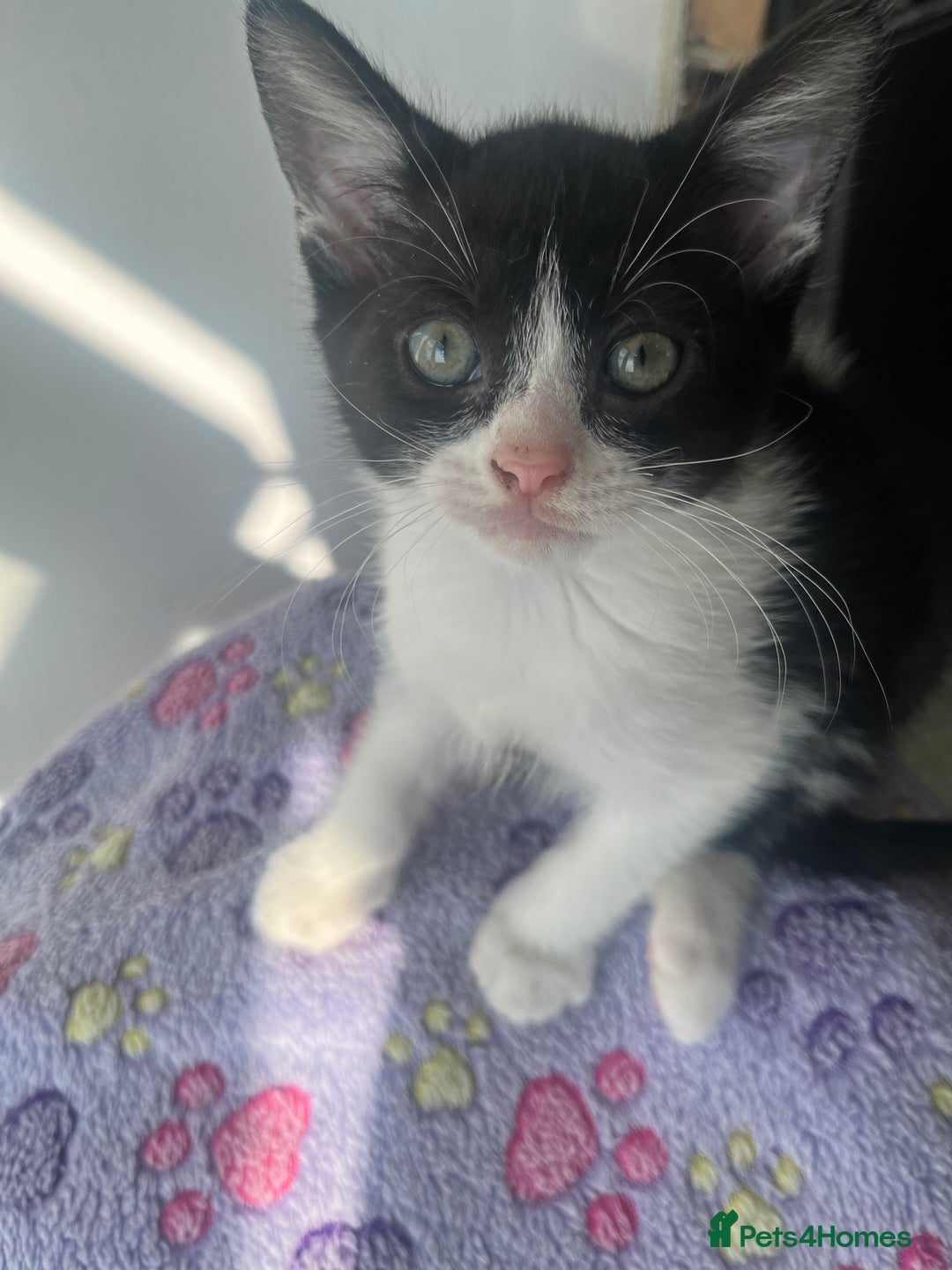 Mixed Breed cats for sale: Mixed breed kittens  - Image 4