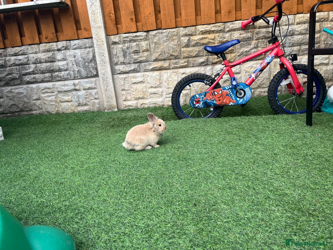 Lionhead rabbits for sale: Lionhead bunnies  - Image 20