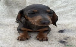 Miniature Dachshund dogs for sale: Gorgeous miniature Dachshund rainbow litter - Image 6