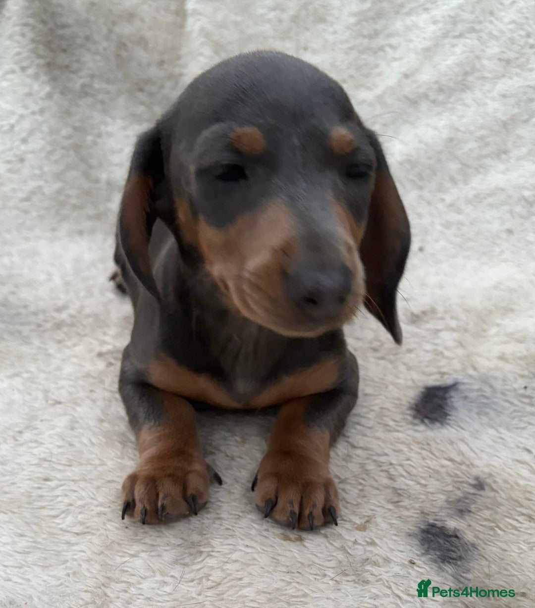 Miniature Dachshund dogs for sale: Gorgeous miniature Dachshund rainbow litter - Image 6