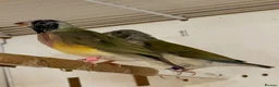 Finches birds for sale: Female Gouildian finches available young  - Advert 16