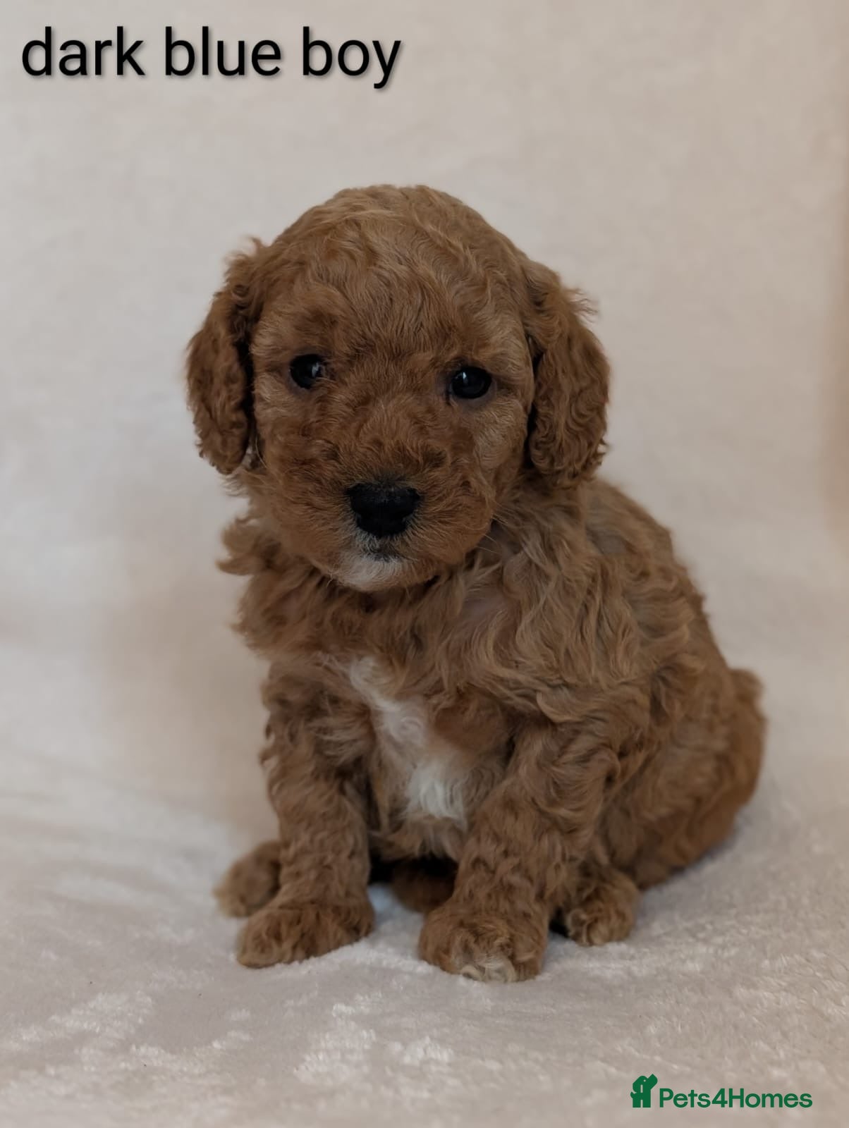 Cavapoo dogs Adorable Cavapoo puppies - Advert 2