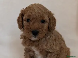 Cavapoo dogs Adorable Cavapoo puppies - Advert 2