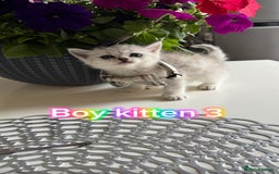 Scottish Fold cats for sale: 4 Scottish Straight Boys  - Image 11