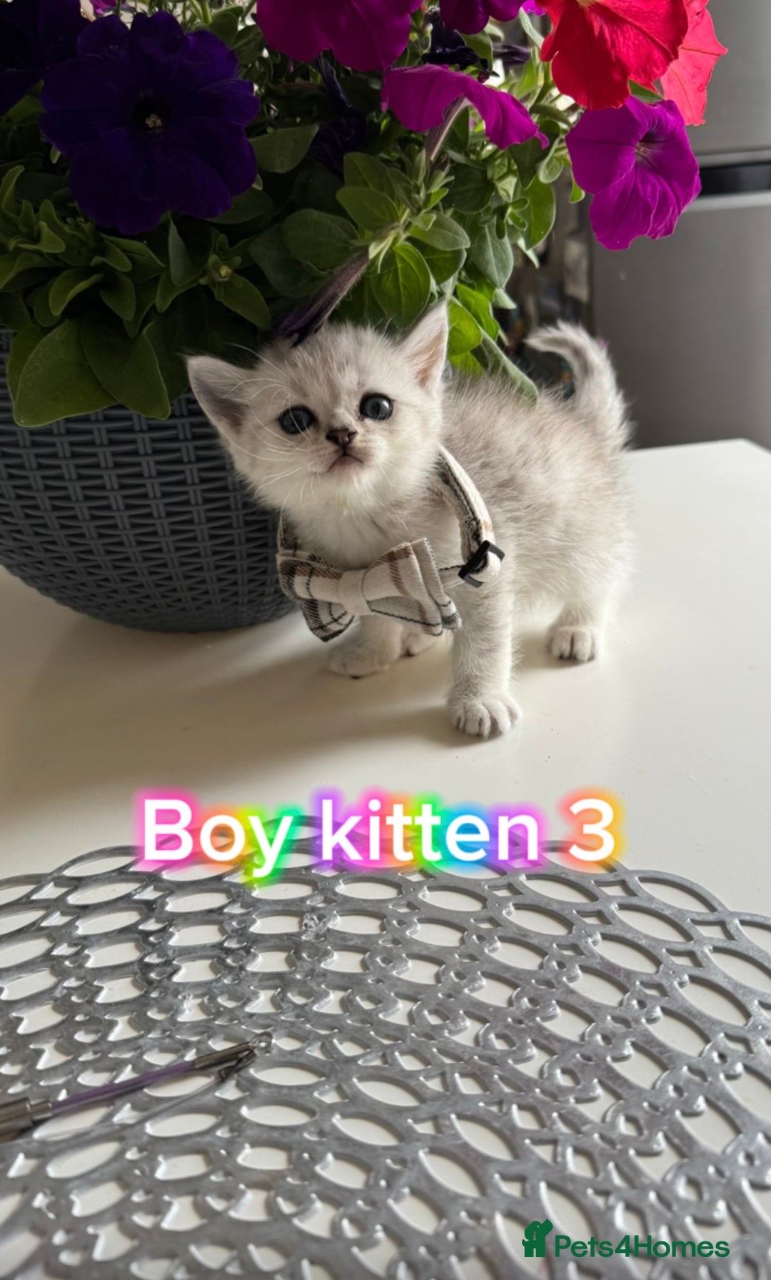 Scottish Fold cats for sale: 4 Scottish Straight Boys  - Image 11