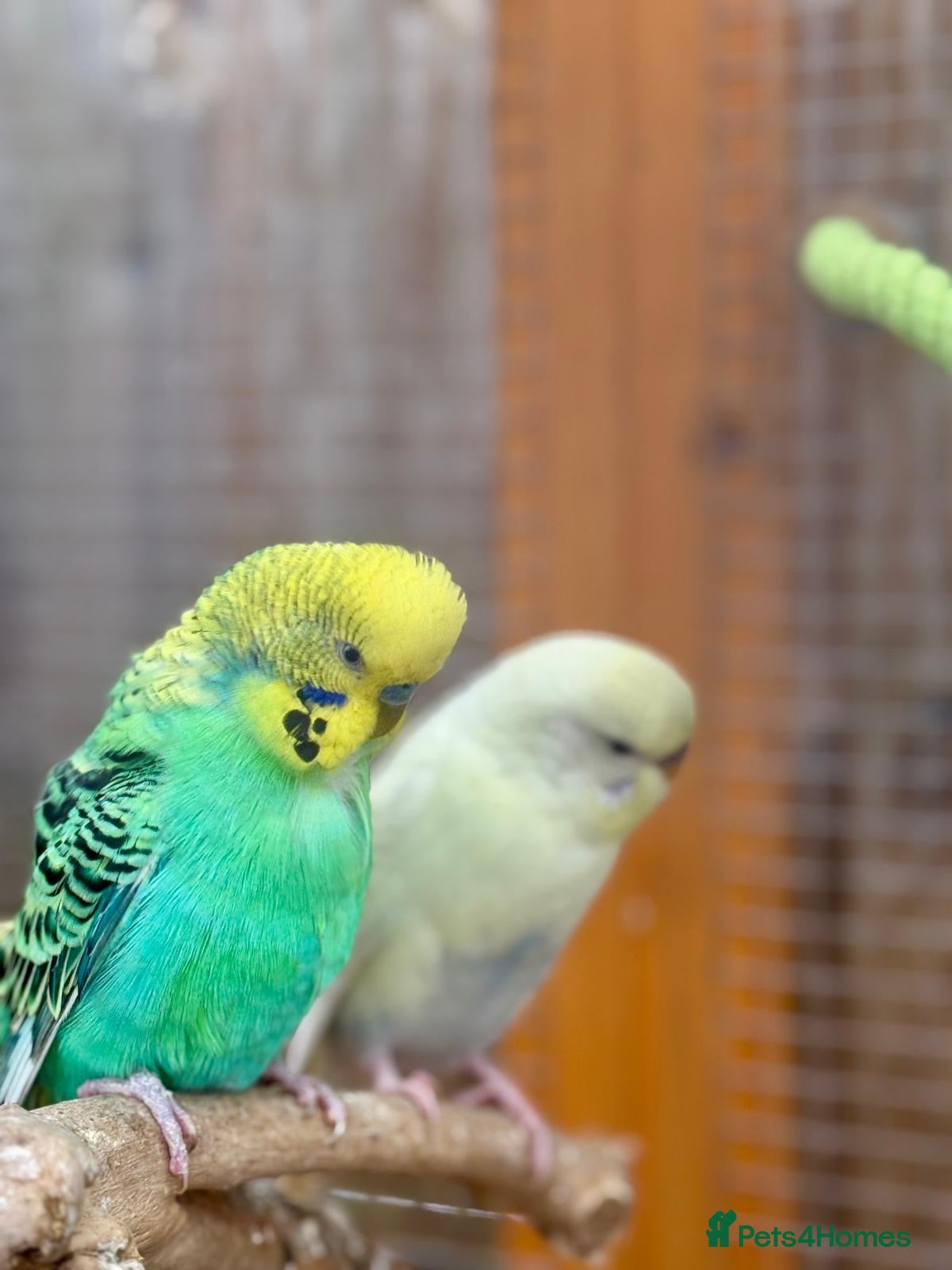 Budgerigars birds Budgie Chicks/Adults Available - Advert 6