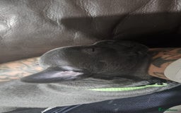 Mixed Breed dogs for sale: French Bulldog x Chichuhua - Image 9