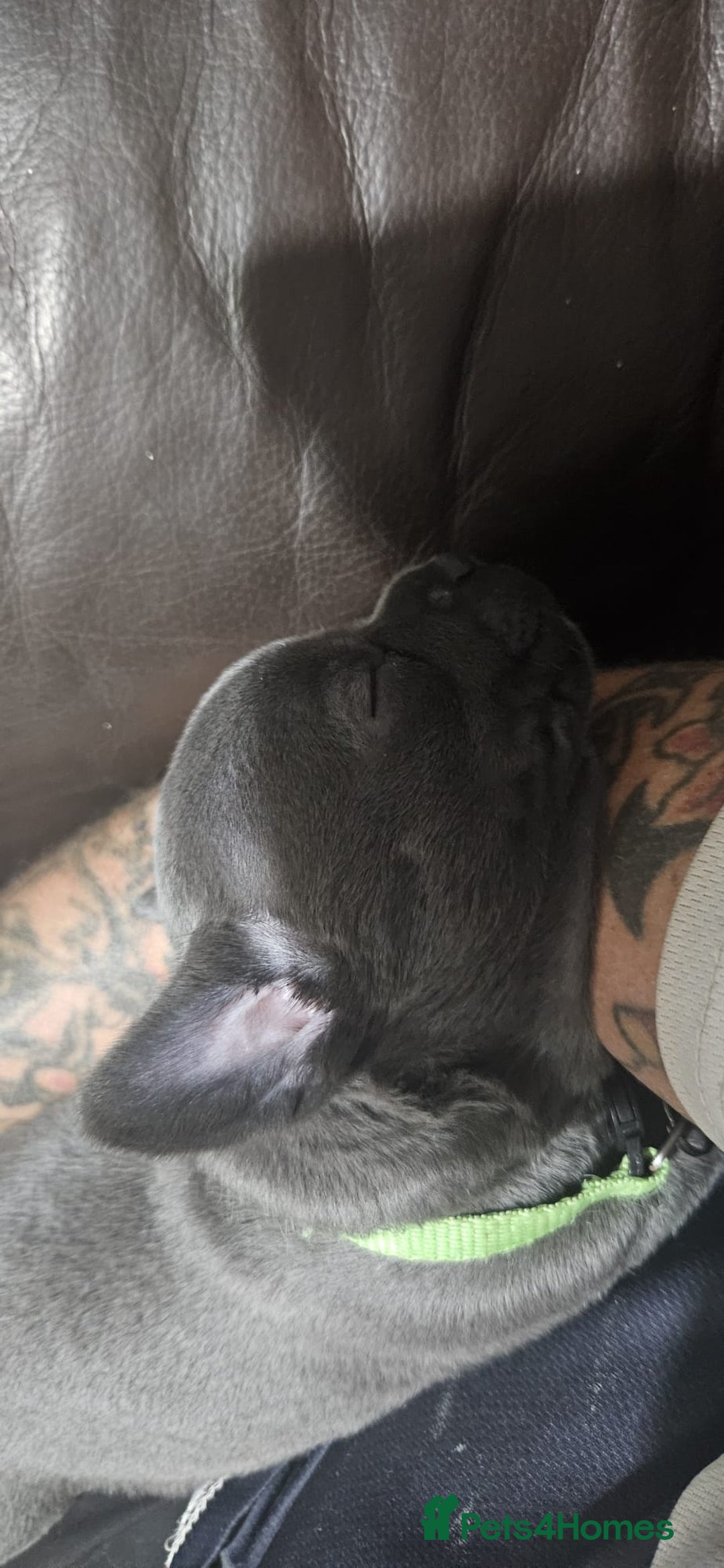 Mixed Breed dogs for sale: French Bulldog x Chichuhua - Image 9