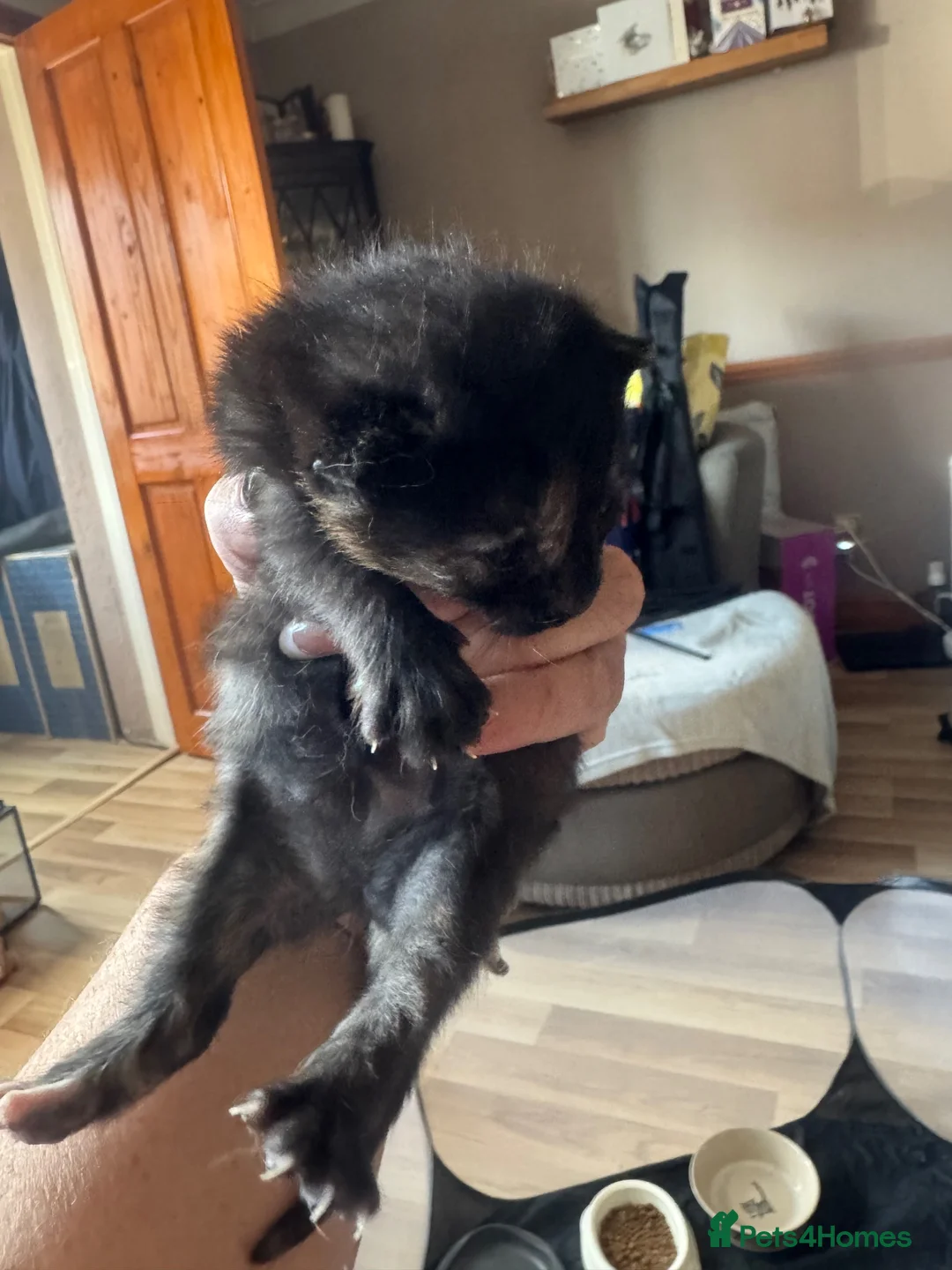 Mixed Breed cats for sale: 2 beautiful mixed breed kittens  - Advert 2