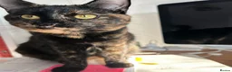 British Shorthair cats for sale: BSH Tortie 2 Years Old: Poppy - Advert 3