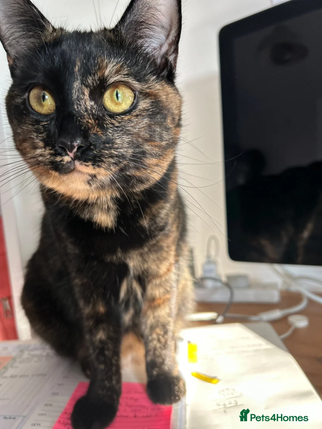 British Shorthair cats for sale: BSH Tortie 2 Years Old: Poppy - Advert 3