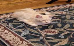 Maine Coon cats for sale: Gorgeous maine coon babies - Image 16