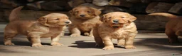 Golden Retriever dogs for sale: KC Registered Working Golden Retriever Puppies - Advert 22