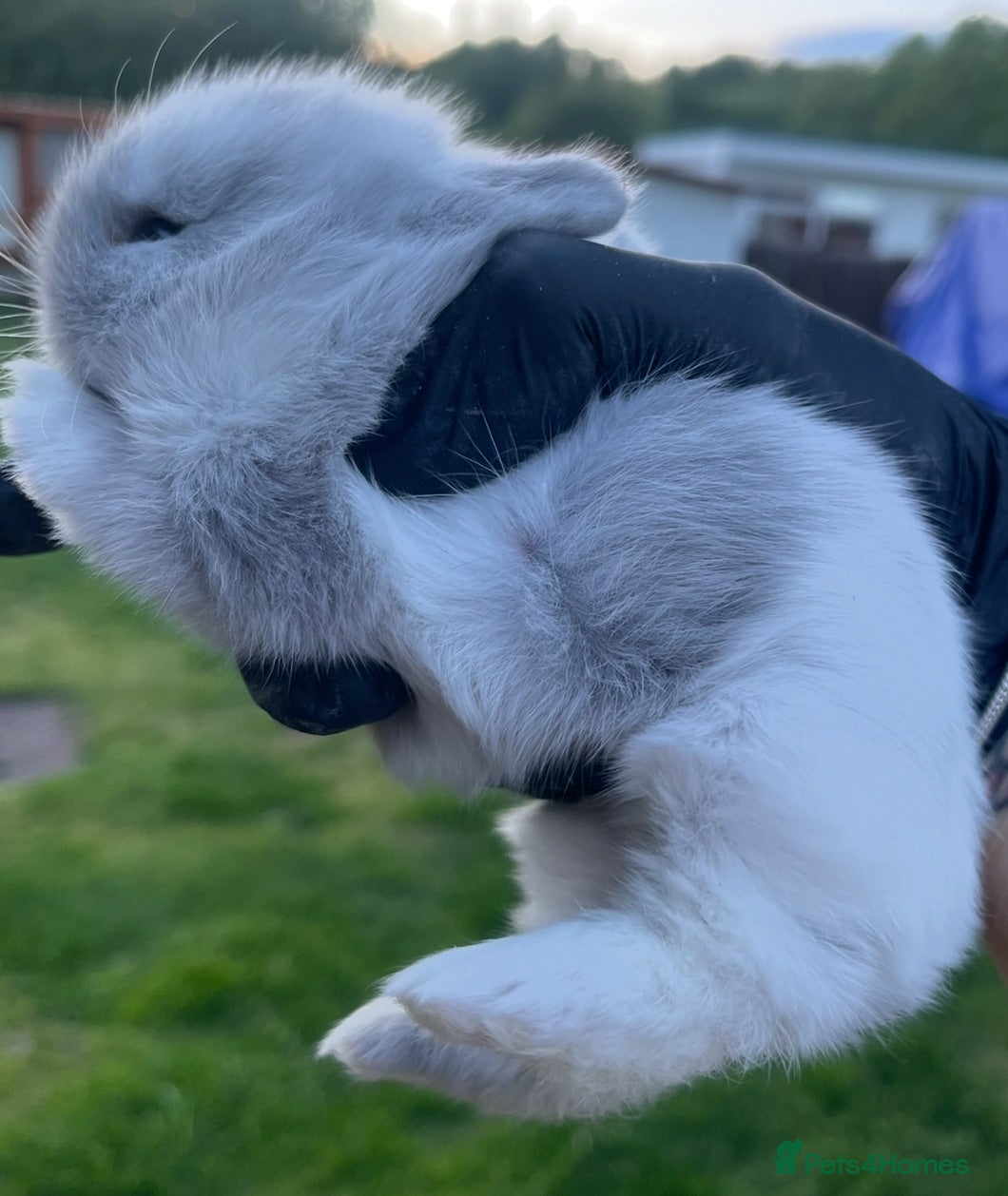 Lionhead rabbits Gorgeous baby Lionhead  - Advert 13