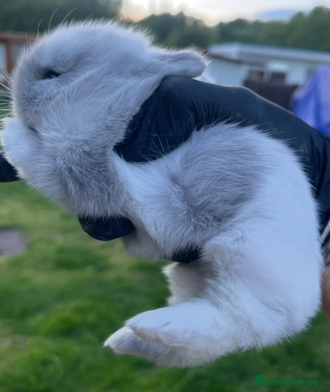 Lionhead rabbits for sale: Gorgeous baby Lionhead  - Advert 1