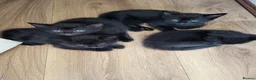 Mixed Breed cats for sale: 7 black kitten  - Advert 3