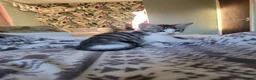 Mixed Breed cats for sale: Kittens for sale - Advert 20