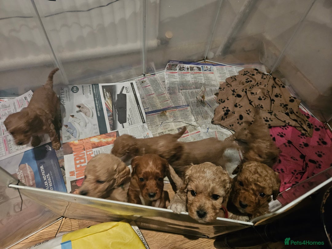 Cavapoo dogs for sale: Cavapoo Puppies  - Image 10