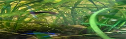 Live Bearers fish for sale: Common Guppy in Cheltenham - Advert 4