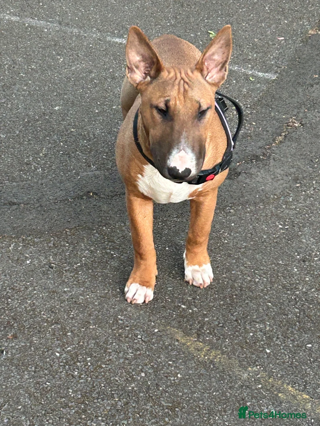 Bull Terrier dogs for sale: BEAUTIFUL YOUNG MALE BULL TERRIER - Advert 6