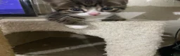 Mixed Breed cats for sale: Mixed breed bengal kitten for sale  - Advert 19