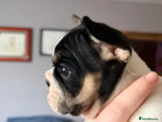 French Bulldog dogs 1 Beautiful Female KC registered French Bulldog - Advert 13