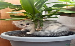 Persian cats for sale: Lovely Persian cats  - Image 22