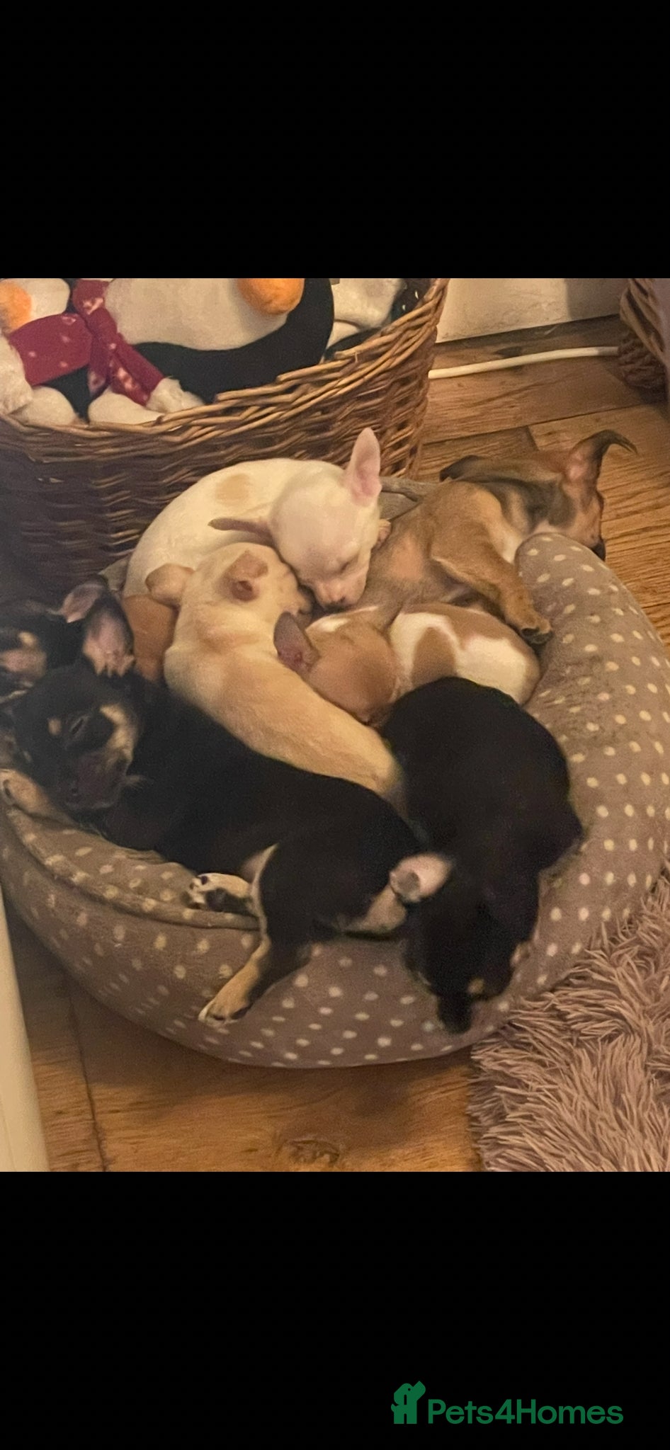 Chorkie dogs Chorkie Puppies - Advert 2