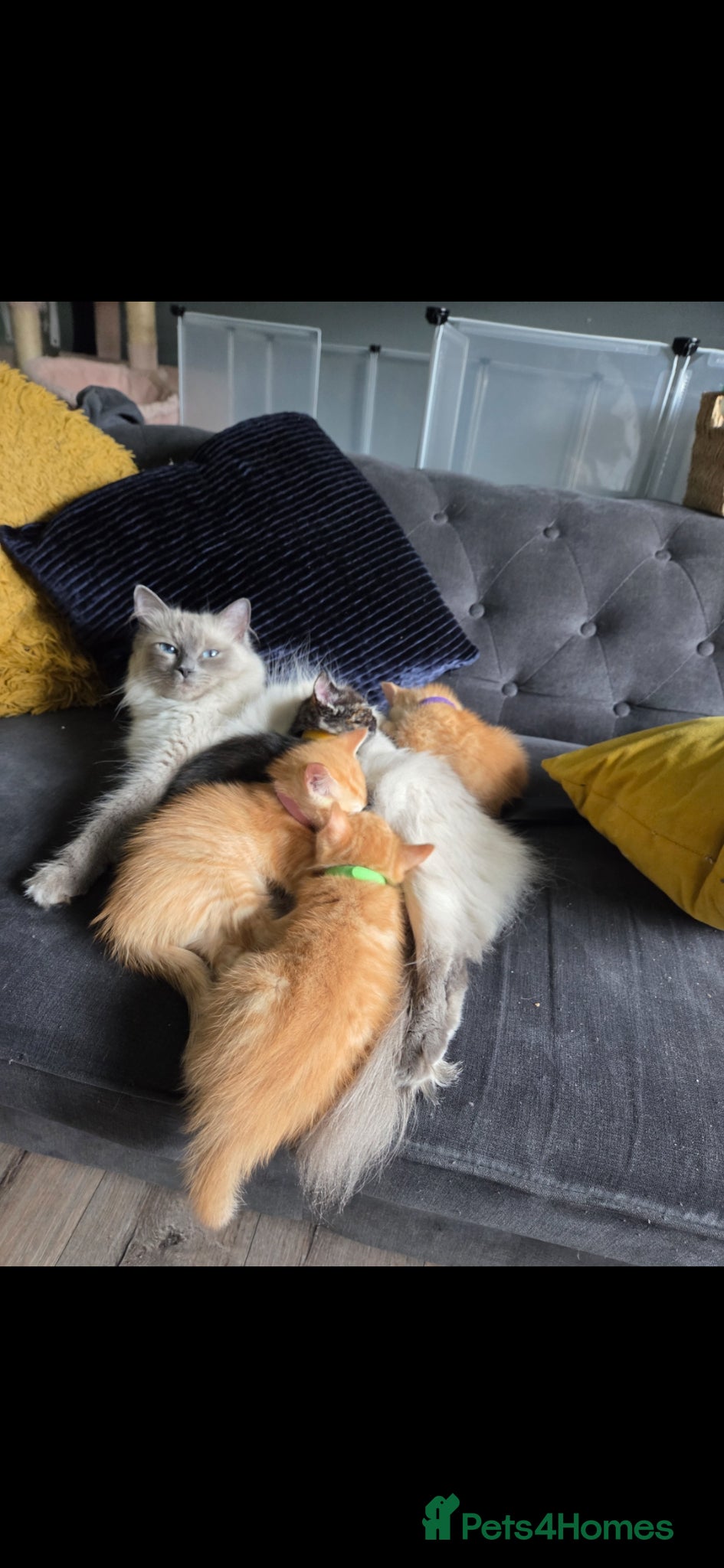 Ragdoll cats Ragdoll x ginger tom cat - Advert 3