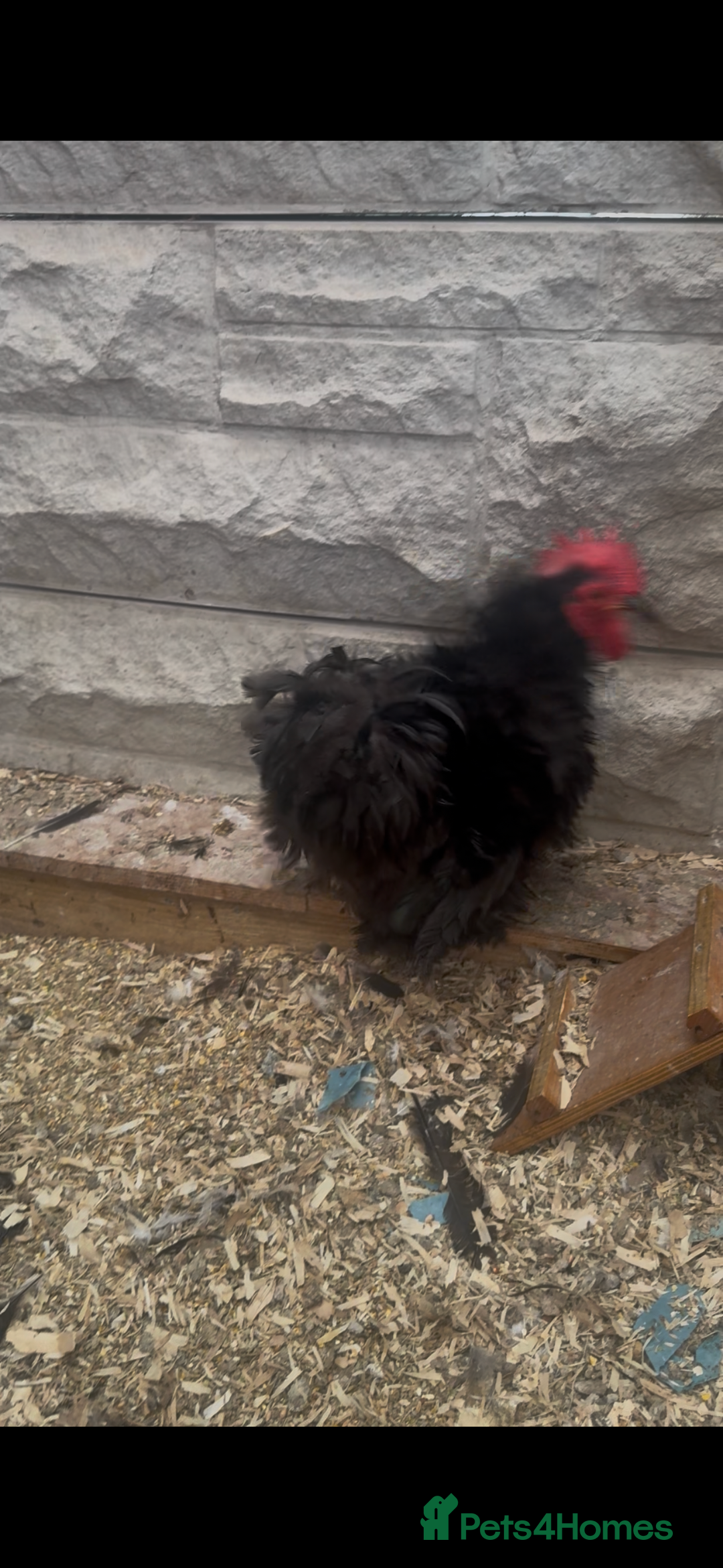 Chickens poultry for sale: Bonded Bantams  - Image 5