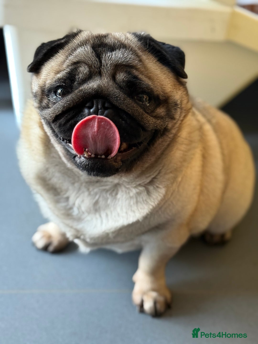 Pug dogs for sale: Grown up pug - Advert 1