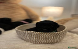 Mixed Breed dogs for sale: Cocker Sproodle Puppies ready 16/12 - Advert 22