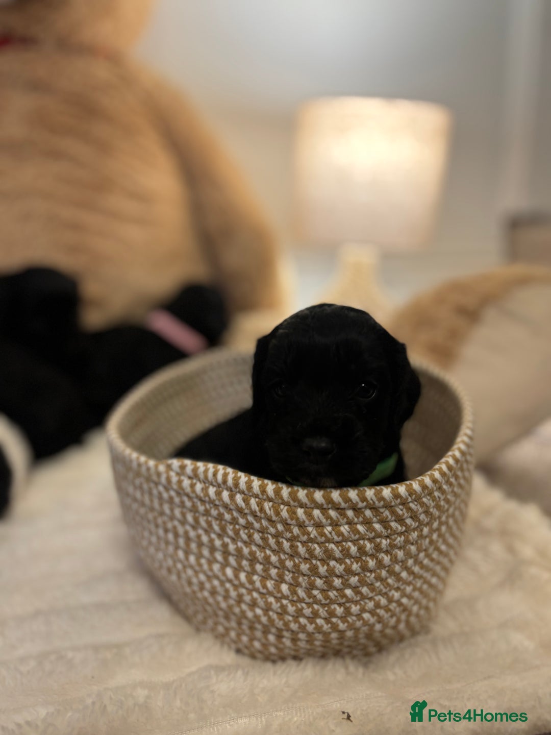 Mixed Breed dogs for sale: Cocker Sproodle Puppies ready 16/12 - Advert 22