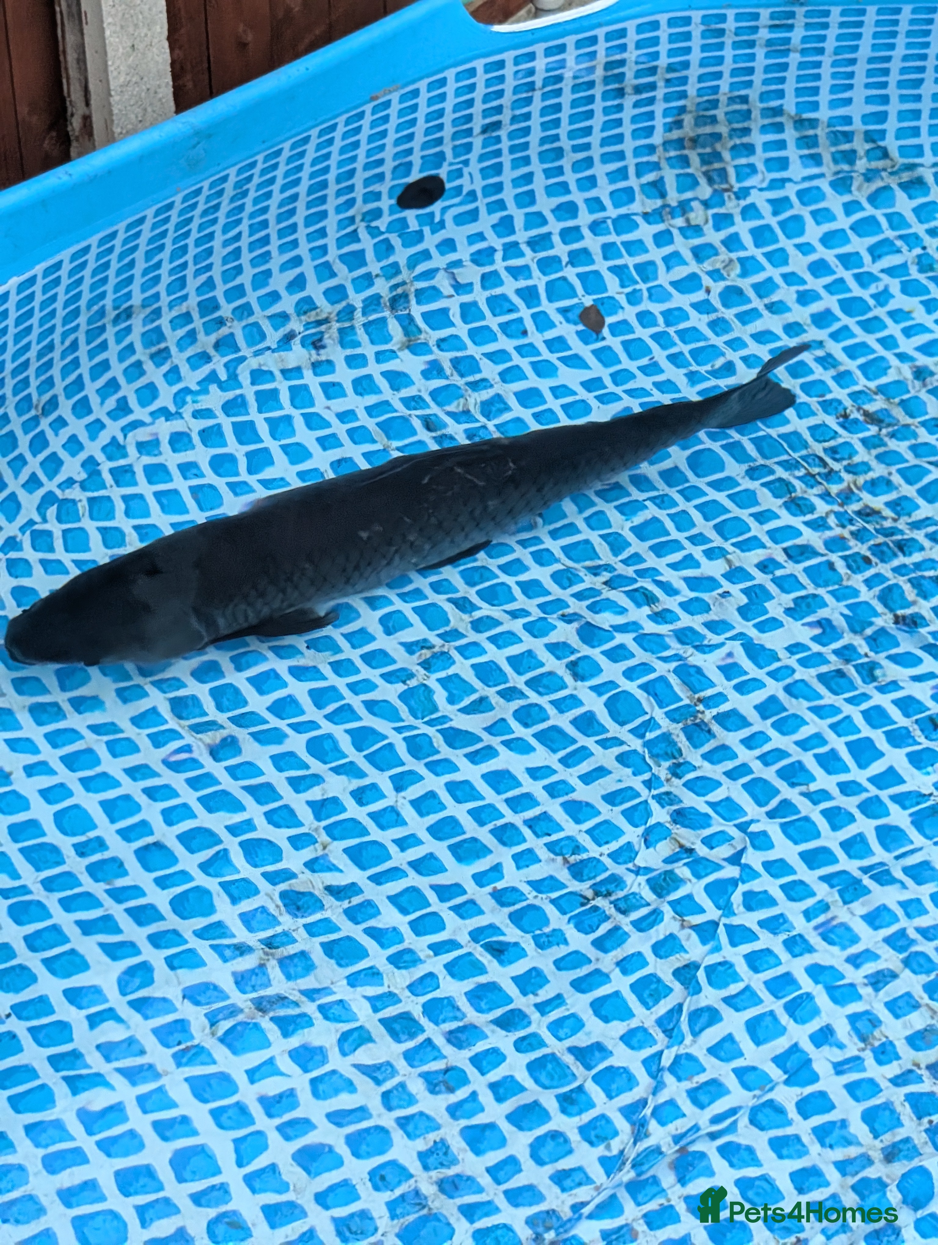 Pond Fish fish Grass carp metre long  - Advert 2