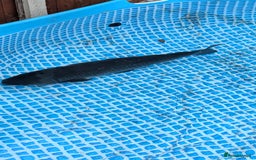 Pond Fish fish for sale: Grass carp metre long  - Image 1