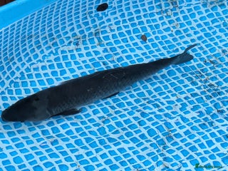 Pond Fish fish - Advert 12