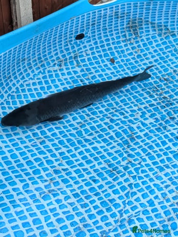 Pond Fish fish - Advert 6