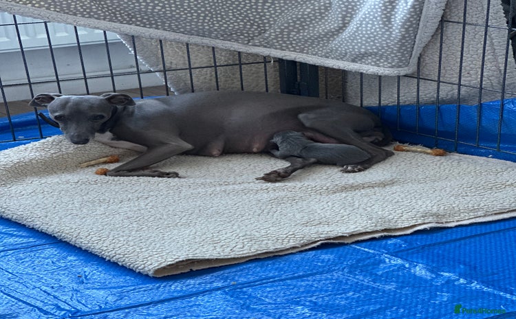 Italian Greyhound dogs - Advert 1